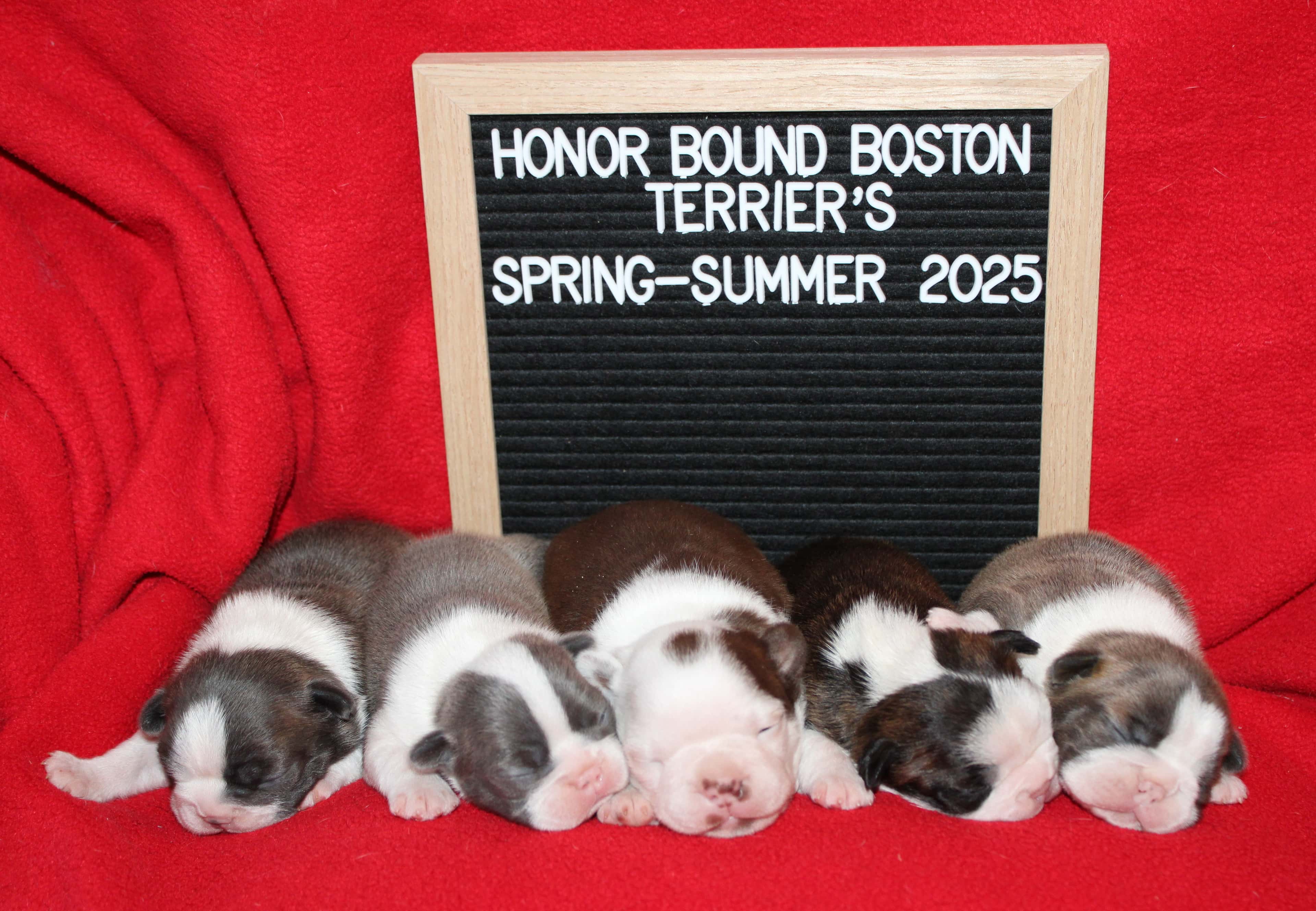 Current Puppies