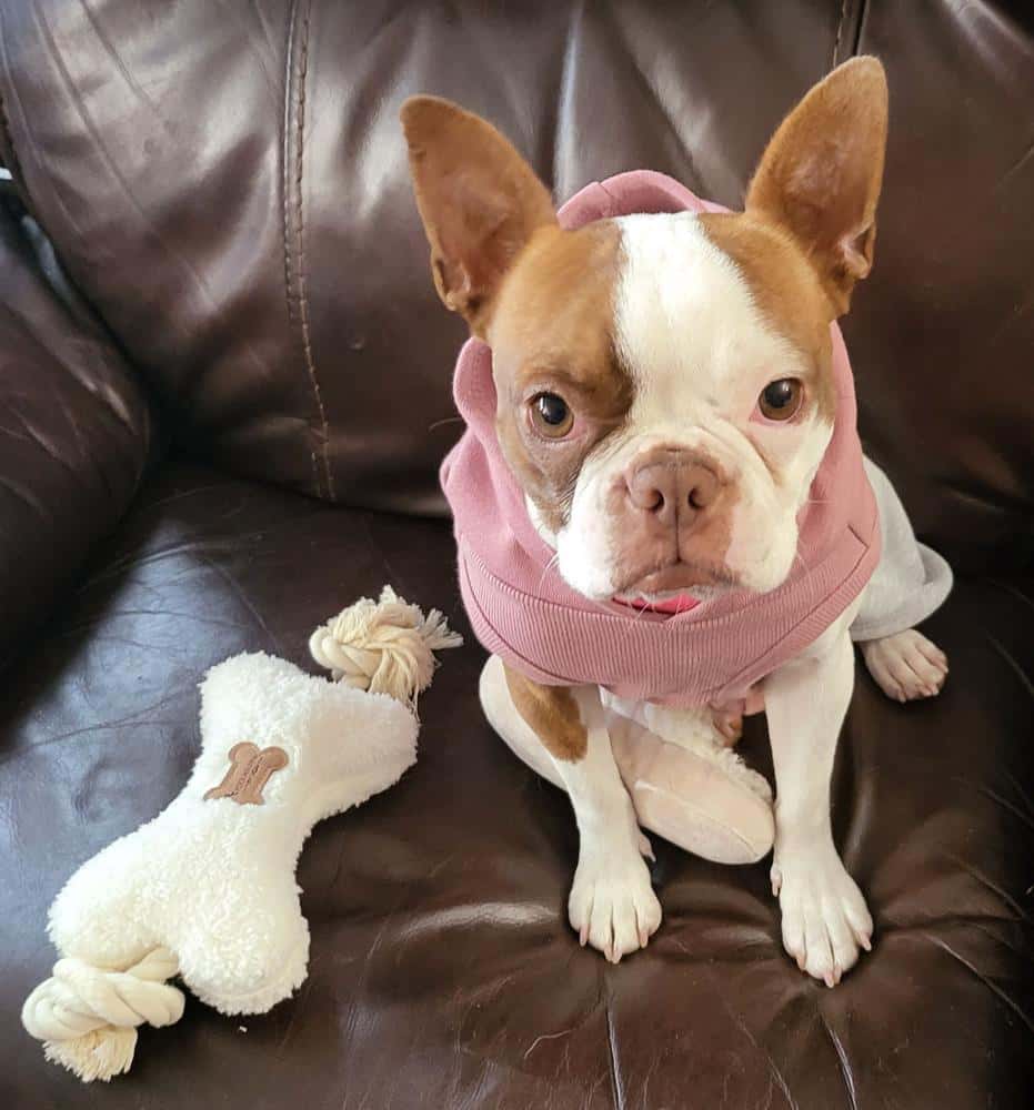 Pacific Northwest Breeders of Boston Terriers